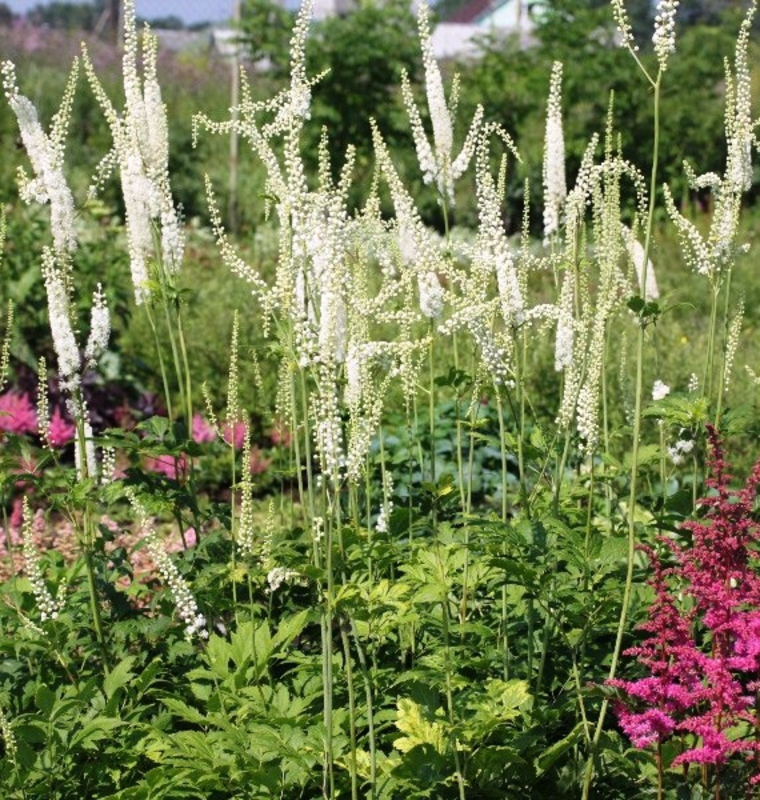 Клопогон обыкновенный Уайт Перл (Cimicifuga simplex 'White Pearl')