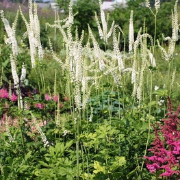 Клопогон обыкновенный Уайт Перл (Cimicifuga simplex 'White Pearl')