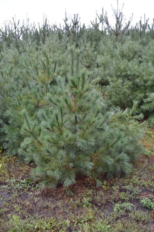 Сосна веймутова 'Pinus strobus'