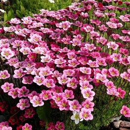 Камнеломка Арендса Питер Пэн (Saxifraga x arendsii 'Peter Pan')