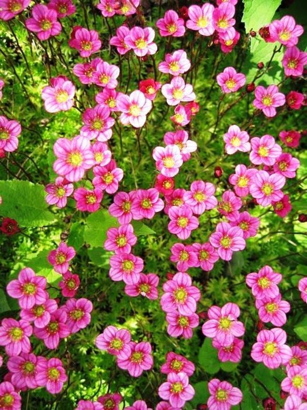 Камнеломка Арендса Карпет Пинк (Saxifraga x arendsii 'Carpet Pink')