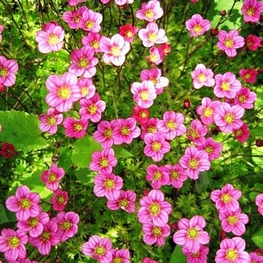 Камнеломка Арендса Карпет Пинк (Saxifraga x arendsii 'Carpet Pink')