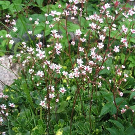 Камнеломка теневая (Saxifraga umbrosa)
