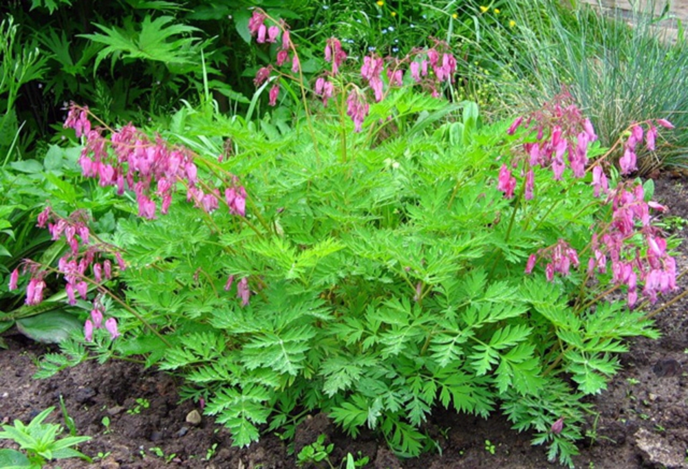 Дицентра великолепная (Dicentra spectabilis)