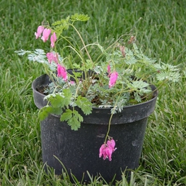 Дицентра великолепная (Dicentra spectabilis)