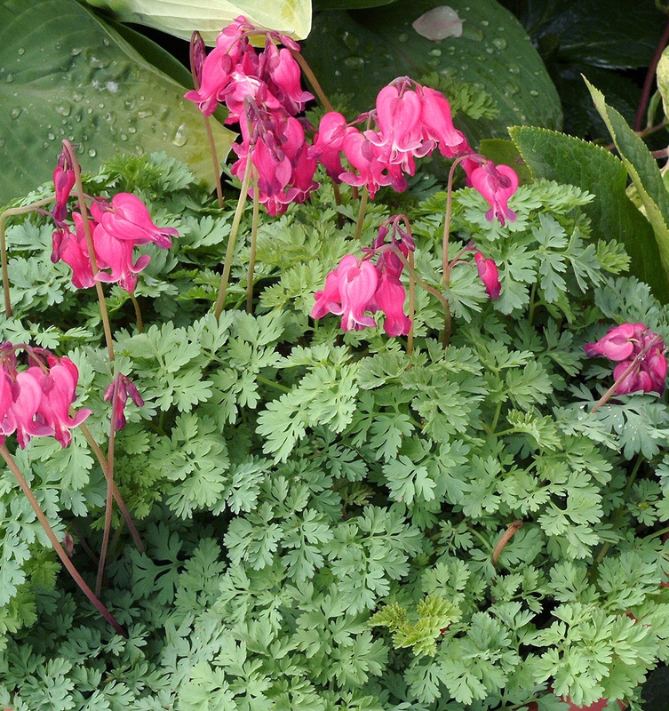 Дицентра Кинг оф Хартс (Dicentra 'King of Hearts')