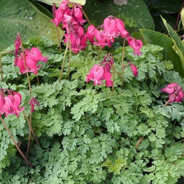 Дицентра Кинг оф Хартс (Dicentra 'King of Hearts')