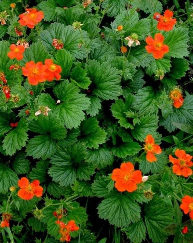 Гравилат ярко-красный Борисии (Geum coccineum 'Borisii')