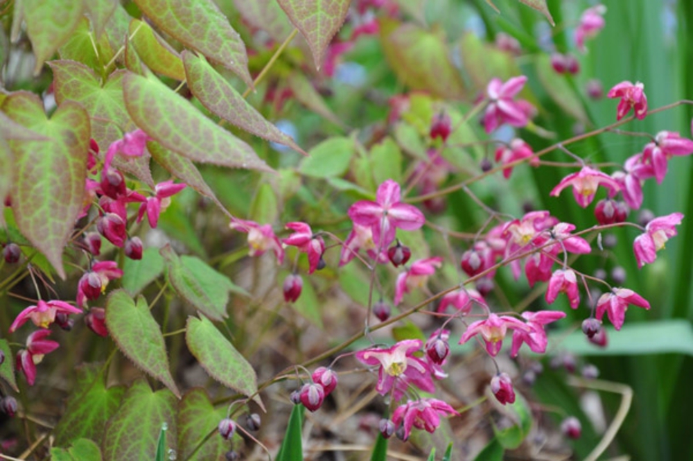 Горянка красная (Epimedium x rubrum)