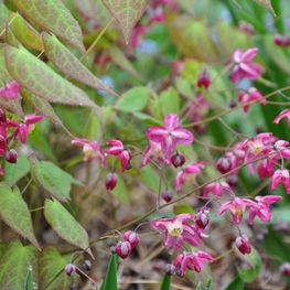 Горянка красная (Epimedium x rubrum)