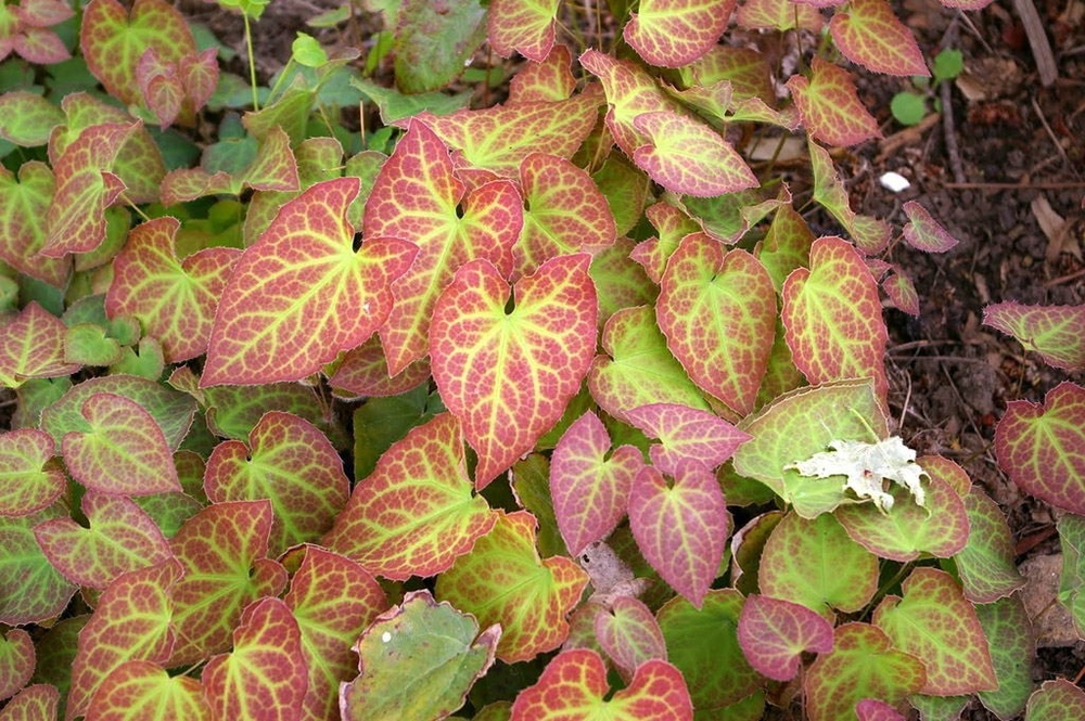 Горянка разноцветная Сульфуреум (Epimedium x versicolor 'Sulphureum')
