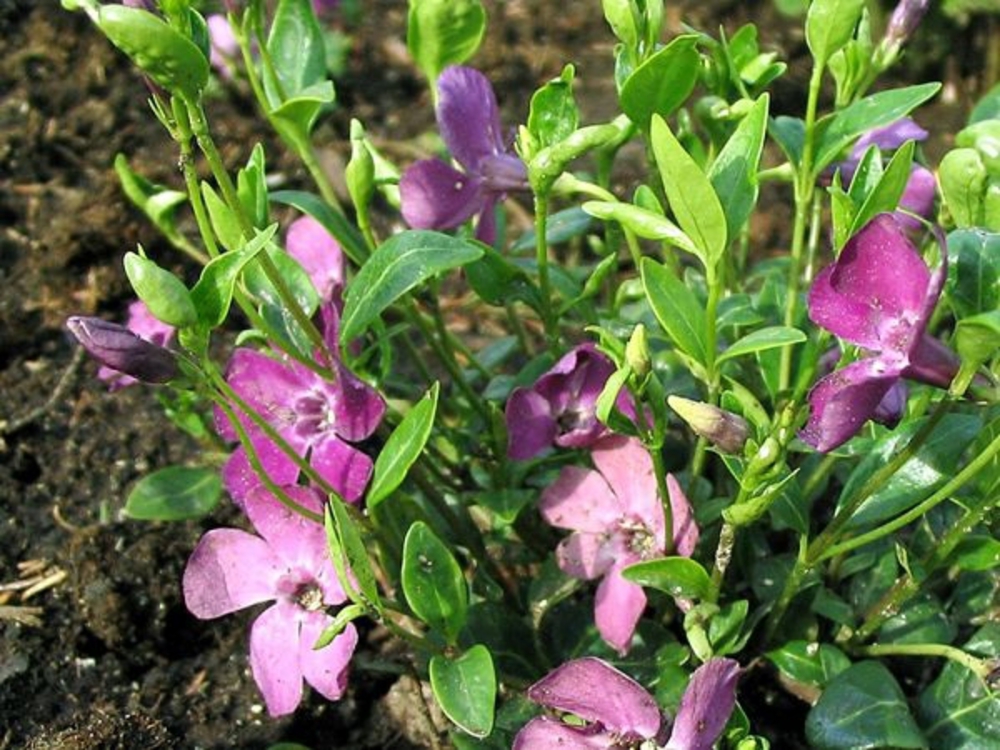 Барвинок малый Атропурпуреа (Vinca minor 'Atropurpurea')