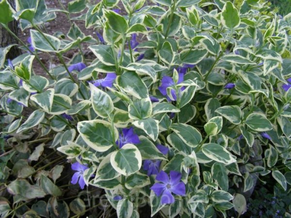 Барвинок малый Вариегата (Vinca minor 'Variegata')