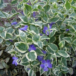 Барвинок малый Вариегата (Vinca minor 'Variegata')