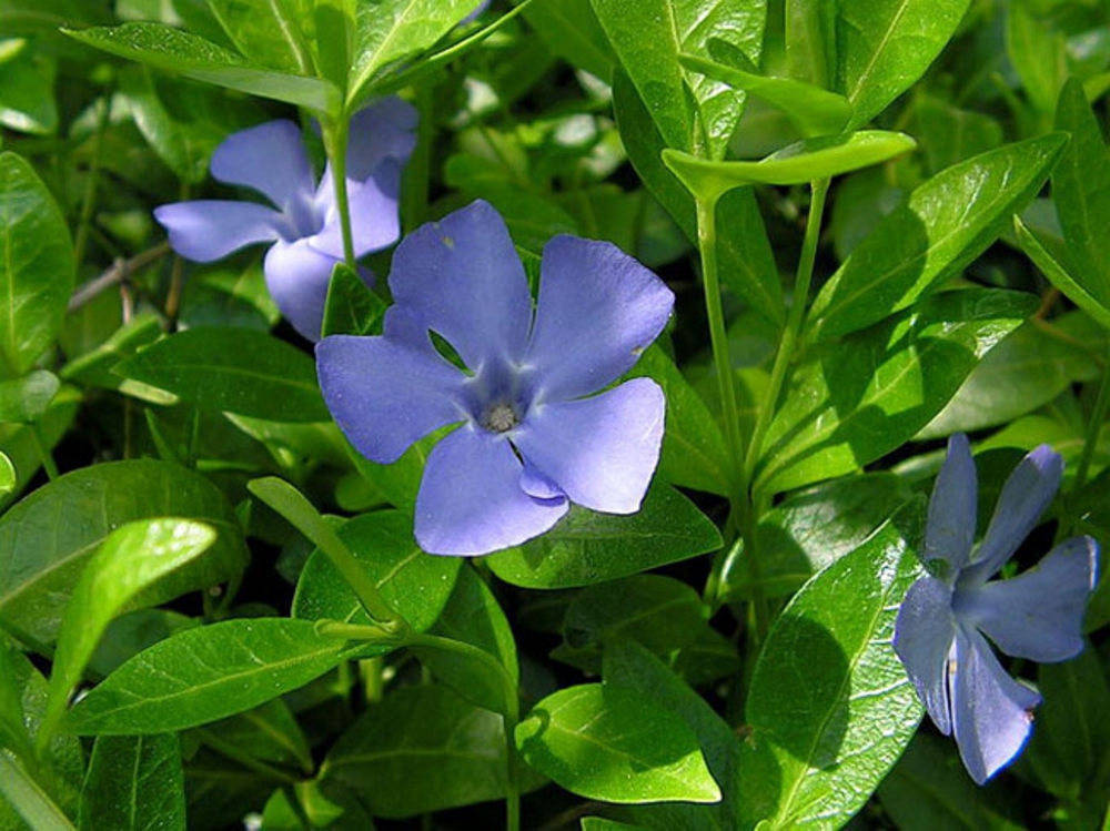 Барвинок большой Мажор (Vinca major 'Major')
