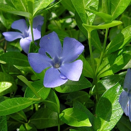Барвинок большой Мажор (Vinca major 'Major')