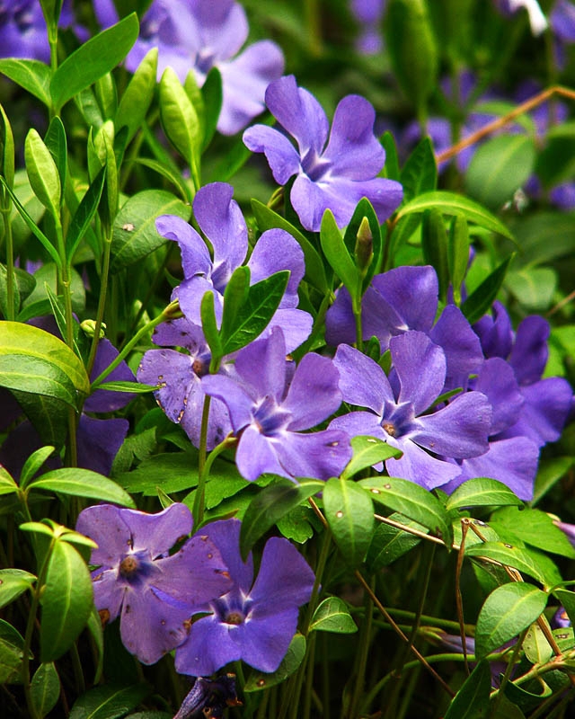 Барвинок малый Винка (Vinca minor 'Vinca')