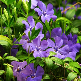 Барвинок малый Винка (Vinca minor 'Vinca')