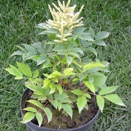 Волжанка двудомная Арункус (Aruncus dioicus 'Aruncus')