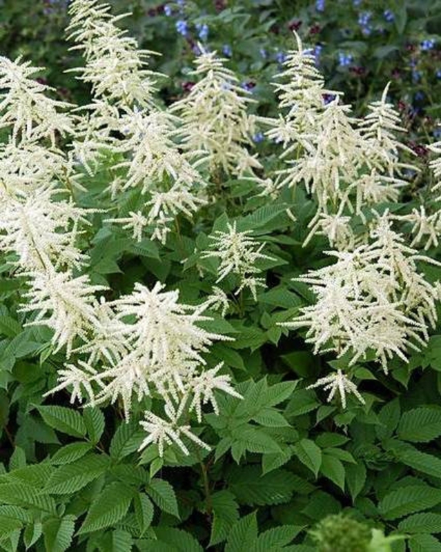 Волжанка китайская Цвейвельтенкинд (Aruncus sinensis 'Zweiweltenkind')