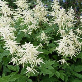 Волжанка китайская Цвейвельтенкинд (Aruncus sinensis 'Zweiweltenkind')