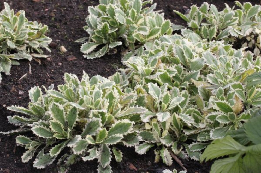 Арабис кавказский Вариегата (Arabis caucasica 'Variegata')