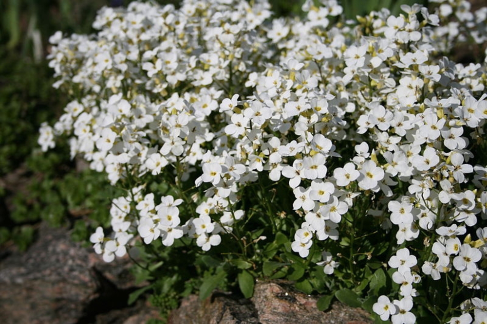 Арабис альпийский Арабис (Arabis alpina 'Arabis')