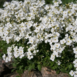 Арабис альпийский Арабис (Arabis alpina 'Arabis')