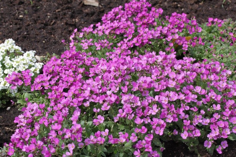 Арабис альпийский Розеа (Arabis alpina 'Rosea')