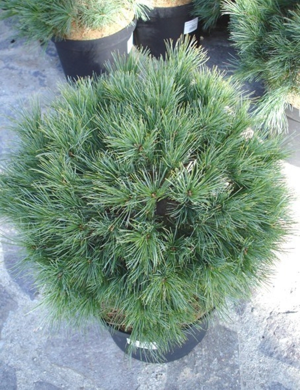 Сосна веймутова Минима (Pinus strobus 'Minima')