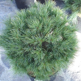 Сосна веймутова Минима (Pinus strobus 'Minima')