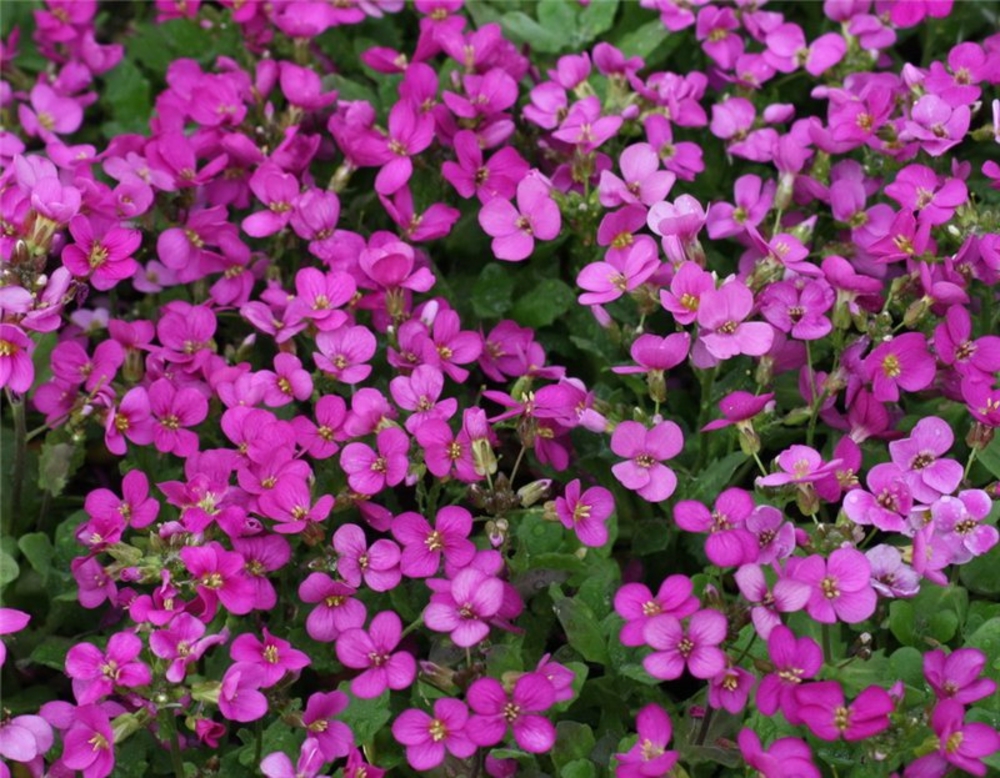 Арабис реснитчатый Спринг Шарм (Arabis blepharophylla 'Spring Charm')