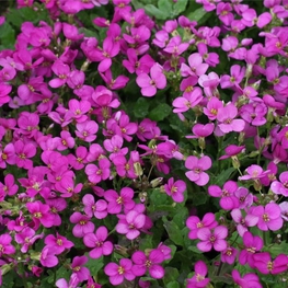 Арабис реснитчатый Спринг Шарм (Arabis blepharophylla 'Spring Charm')