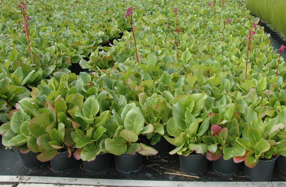 Бадан сердцелистный Бергения (Bergenia cordifolia 'Bergenia')