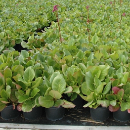 Бадан сердцелистный Бергения (Bergenia cordifolia 'Bergenia')