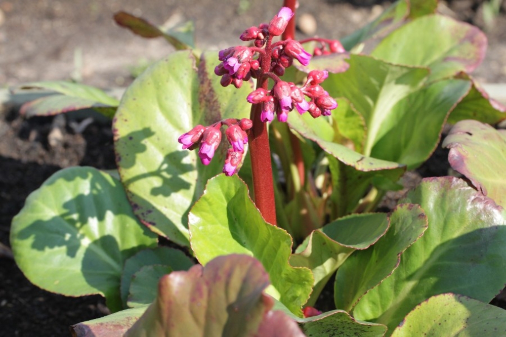 Бадан сердцелистный Винтерглют (Bergenia cordifolia 'Winterglut')