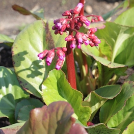Бадан сердцелистный Винтерглют (Bergenia cordifolia 'Winterglut')