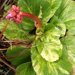 Бадан сердцелистный Галина Серова (Bergenia cordifolia 'Galina Serova')