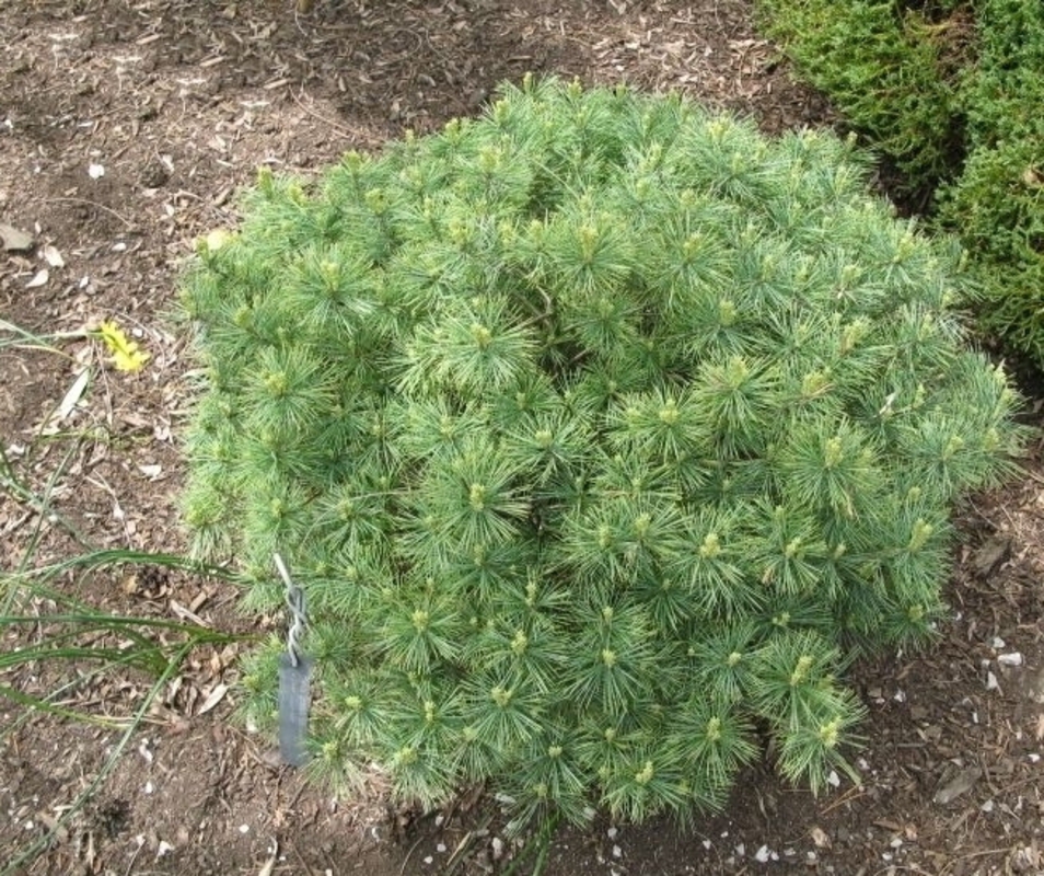 Сосна веймутова Бергманс Mini (Pinus strobus 'Bergmans Mini')