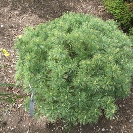 Сосна веймутова Бергманс Mini (Pinus strobus 'Bergmans Mini')