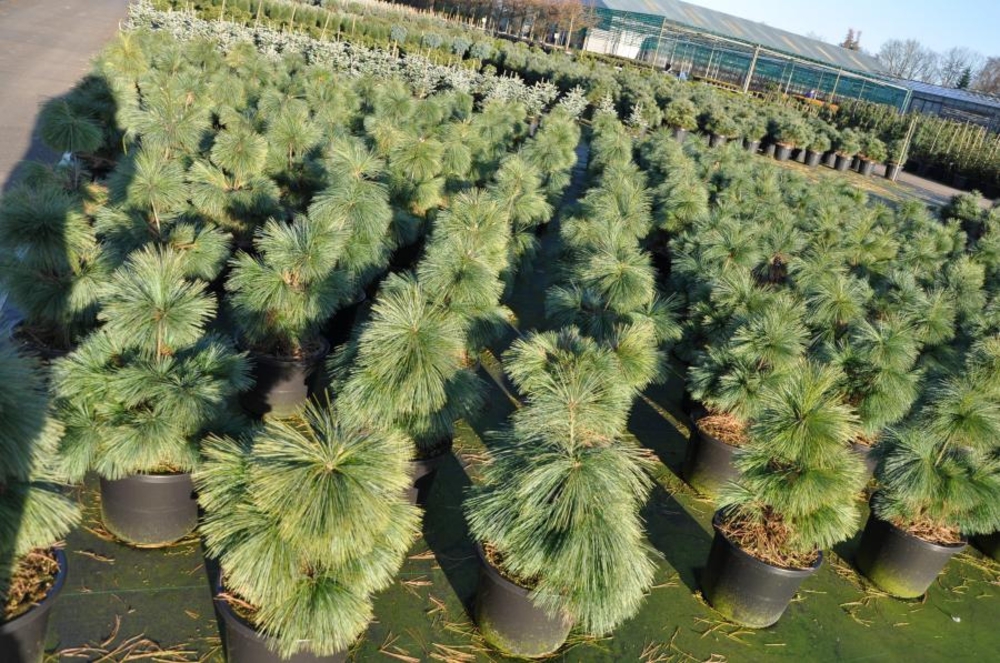 Сосна Шверина Витхорст (Pinus x schwerinii 'Wiethorst')