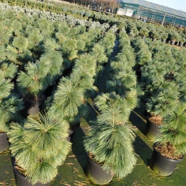 Сосна Шверина Витхорст (Pinus x schwerinii 'Wiethorst')