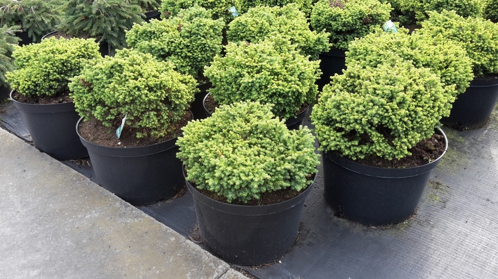 Ель обыкновенная Литтл Джем (Picea abies 'Little Gem')