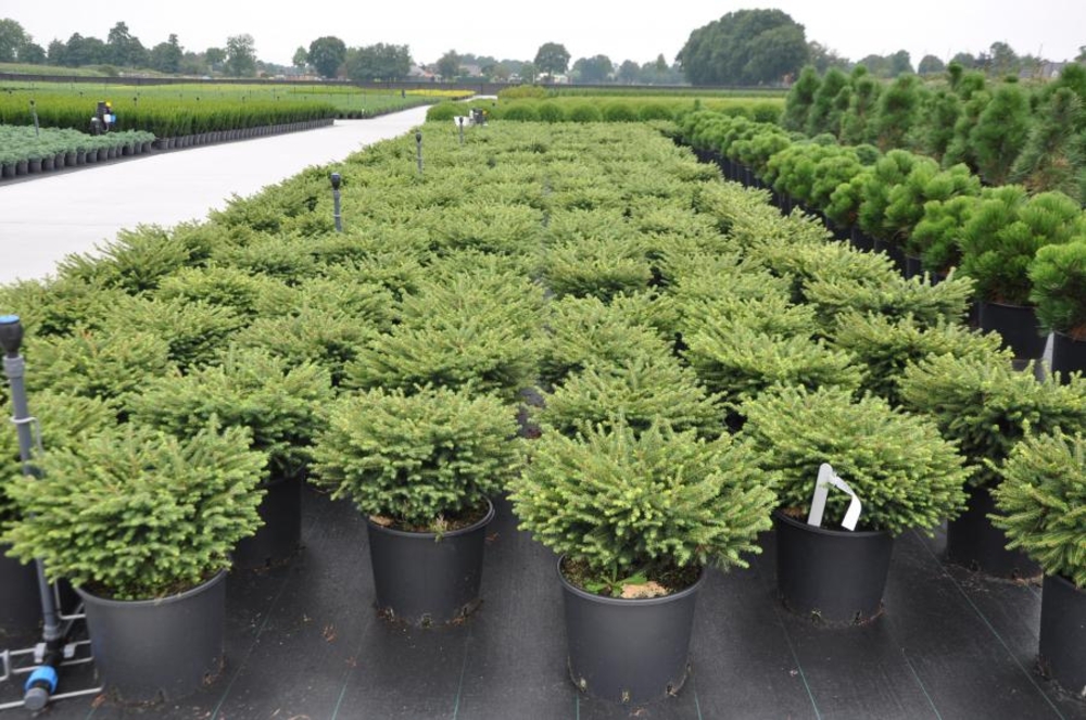 Ель обыкновенная "Нидеформис"