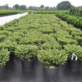 Ель обыкновенная "Нидеформис"