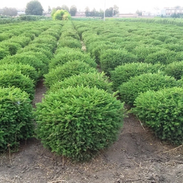 Ель обыкновенная Нидиформис (Picea abies 'Nidiformis')