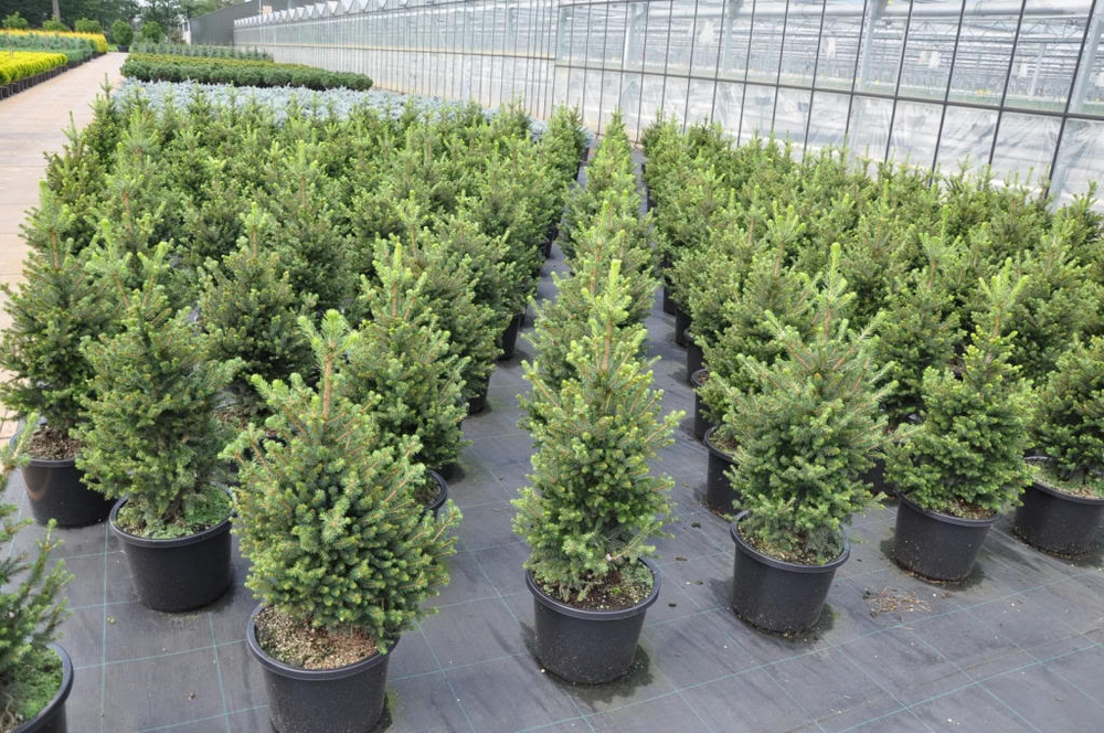 Ель обыкновенная Вилл Цверг (Picea abies 'Will\'s Zwerg')