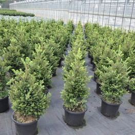 Ель обыкновенная Вилл Цверг (Picea abies 'Will\'s Zwerg')