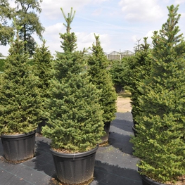 Ель обыкновенная Вилл Цверг (Picea abies 'Will\'s Zwerg')