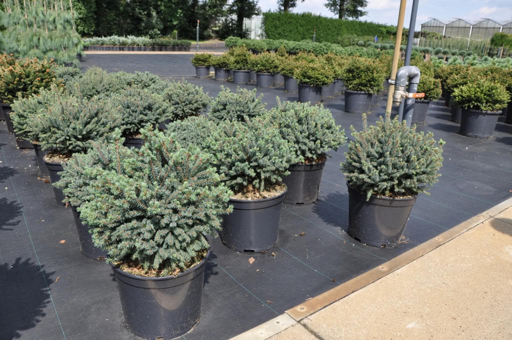 Ель канадская "Эхинаформис"